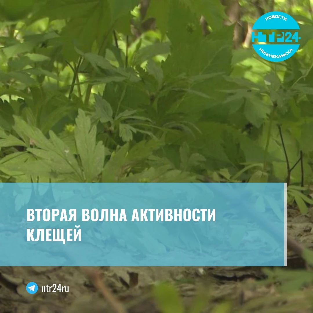 Вторая волна активности клещей