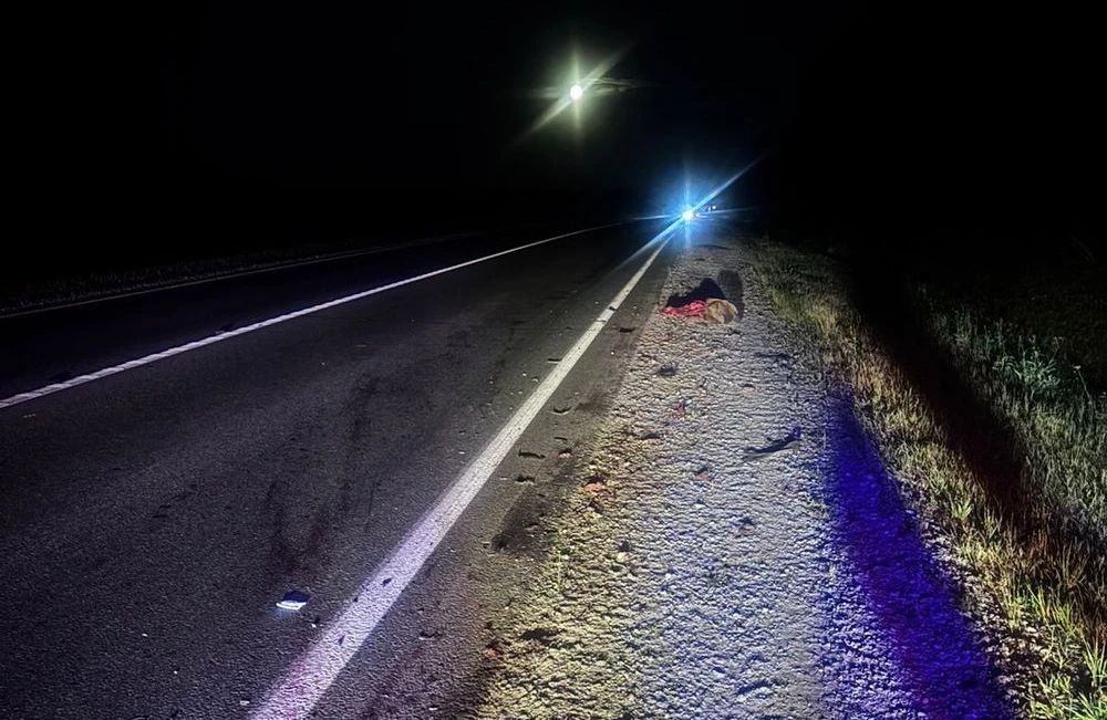 дорога, останки лося