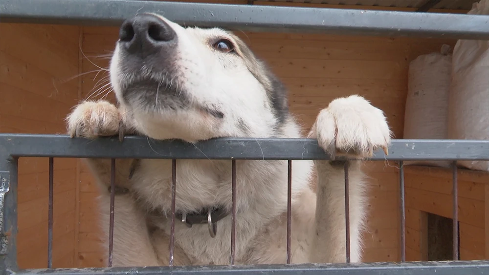 Собака стоит лапами на оградке