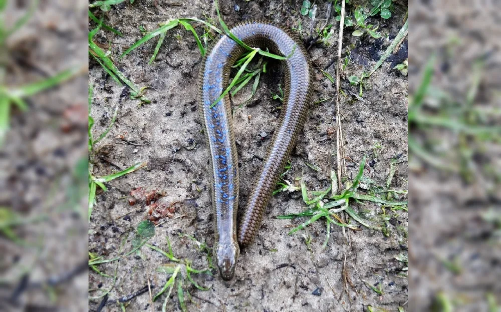 Веретеница ломкая или «медяница» на территории Татарстана