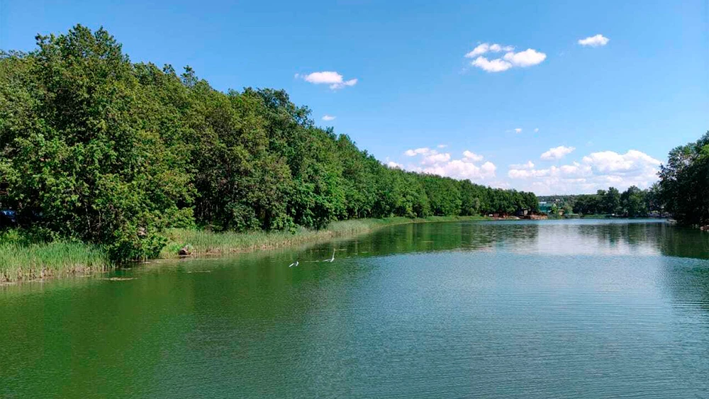 Лес у озера