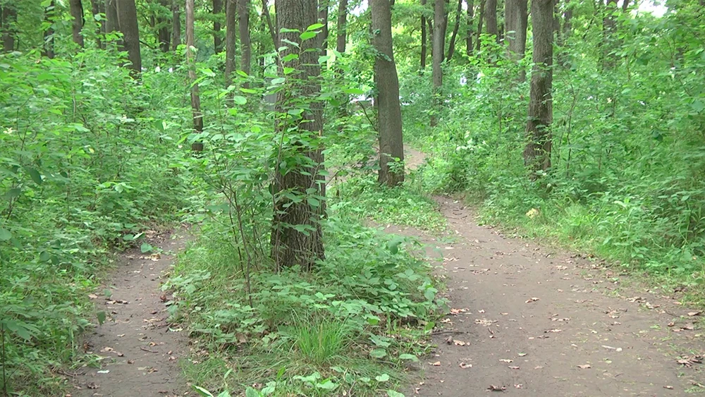 Лес в Нижнекамском районе