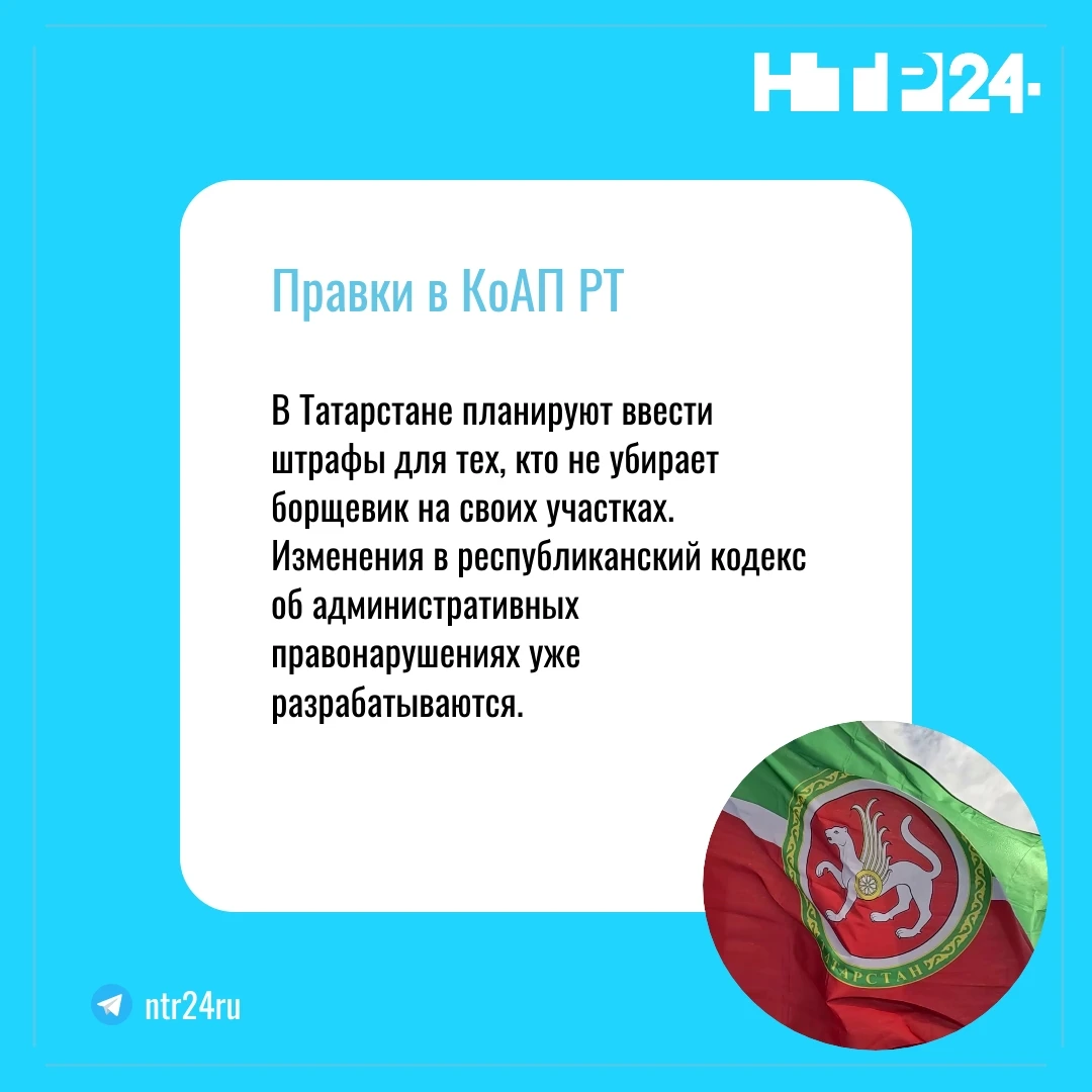 В Татарстане планируют ввести штрафы для тех, кто не убирает борщевик на своих участках. Изменения в республиканский кодекс об административных правонарушениях уже разрабатываются
