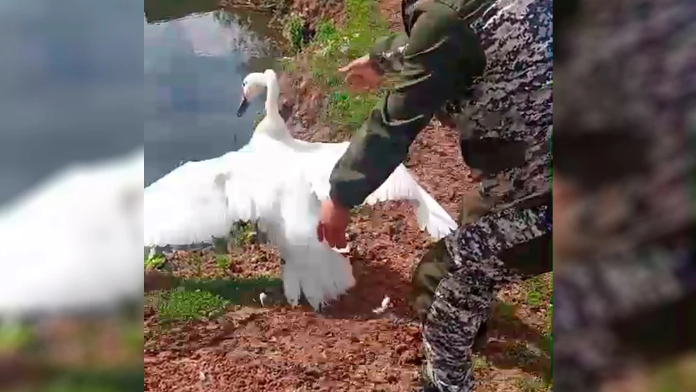 Лебедь на передержке