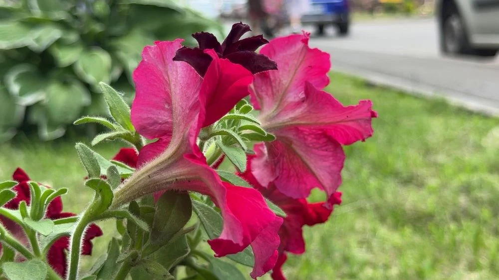 Петуния на городской клумбе в Нижнекамске