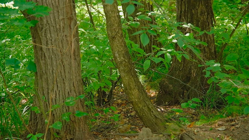 Деревья в лесу