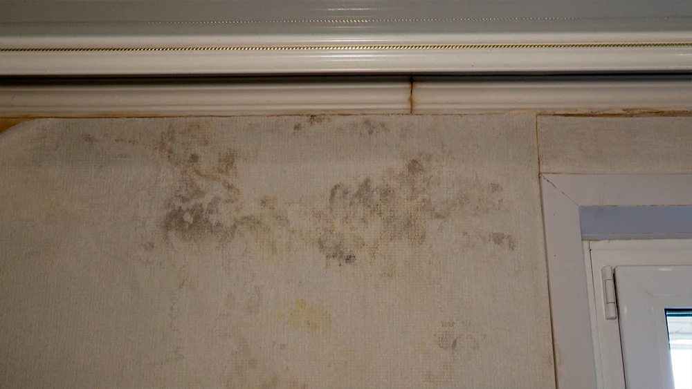 Плесень на обоях в квартире