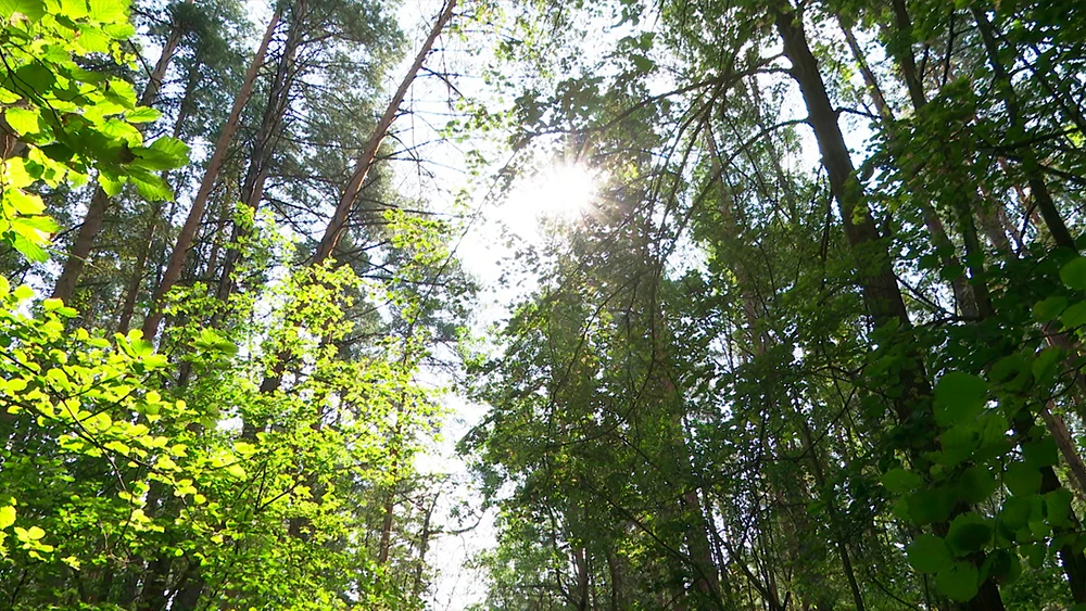 Солнце просвечивает сквозь кроны деревьев в лесу