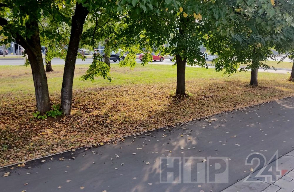 жёлтые листья под деревьями