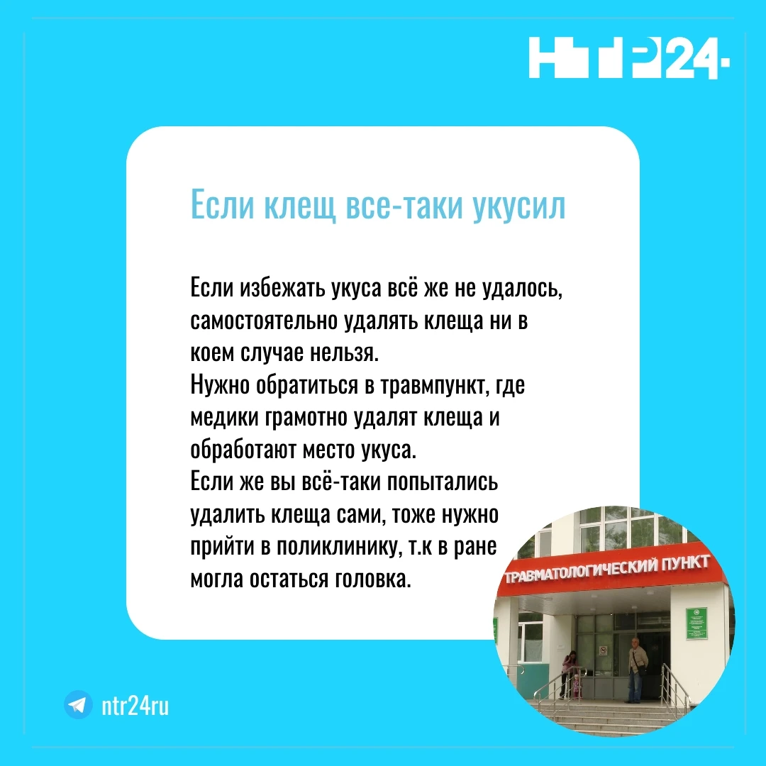 Если избежать укуса всё же не удалось, самостоятельно удалять клеща ни в коем случае нельзя.  Нужно обратиться в травмпункт, где медики грамотно удалят клеща и обработают место укуса.  Если же вы всё-таки попытались удалить клеща сами, тоже нужно  прийти в поликлинику, так как в ранке могла остаться головка