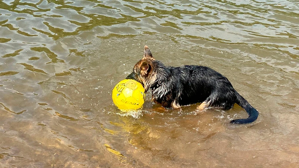 Овчарка играет с мячом в воде