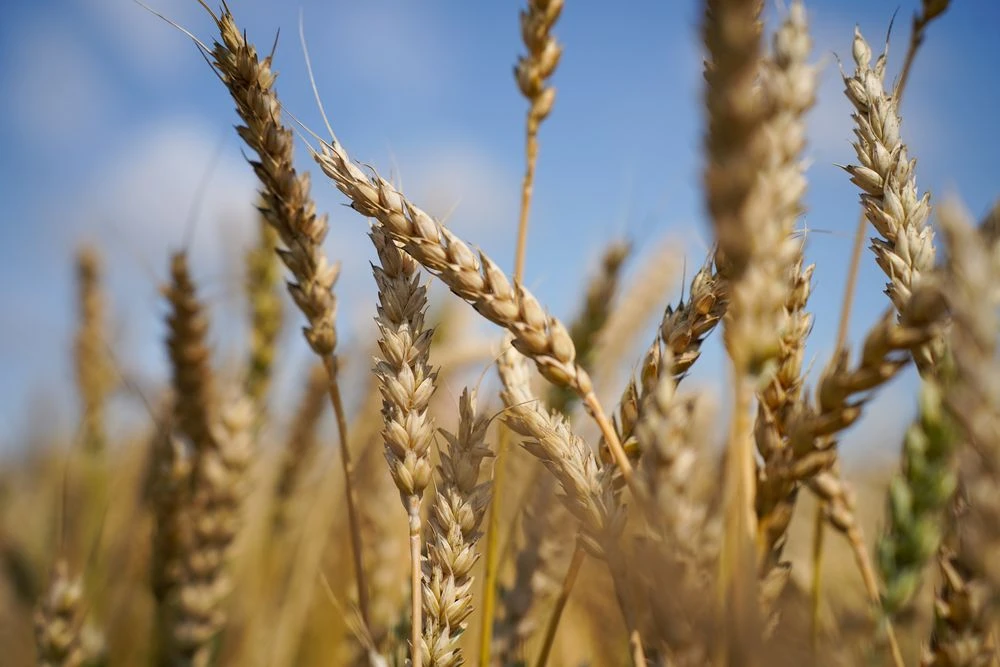 колосится пшеница на поле