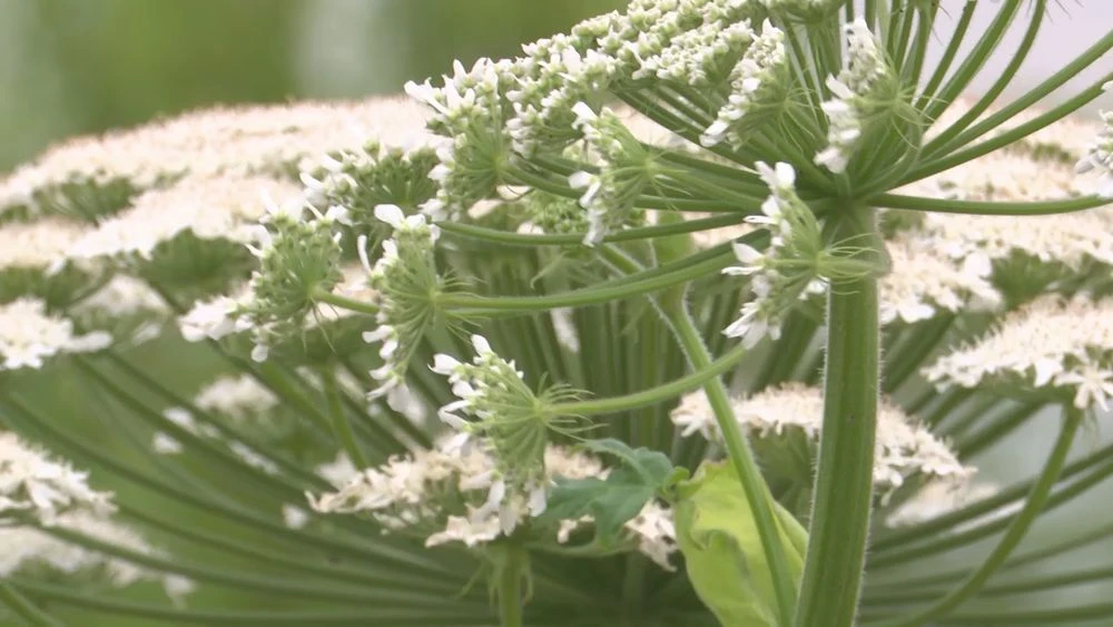 борщевик сосновского