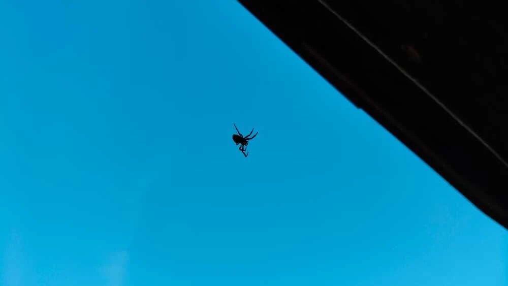 Паук плетёт паутину