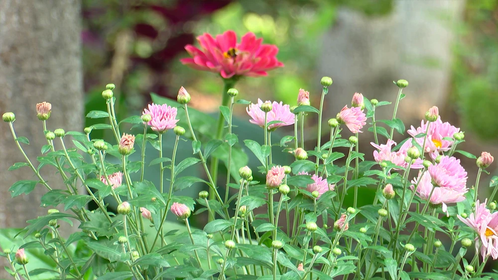 Цветы на газоне