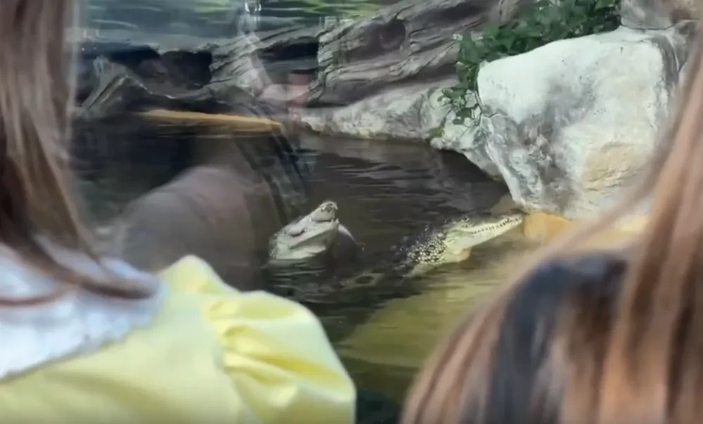 Посетители зоопарка наблюдают за охотой нильских крокодилов на рыбу