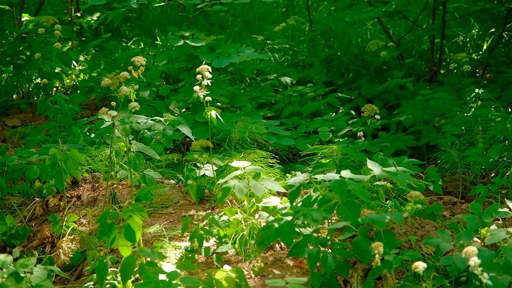 Растительность в лесу