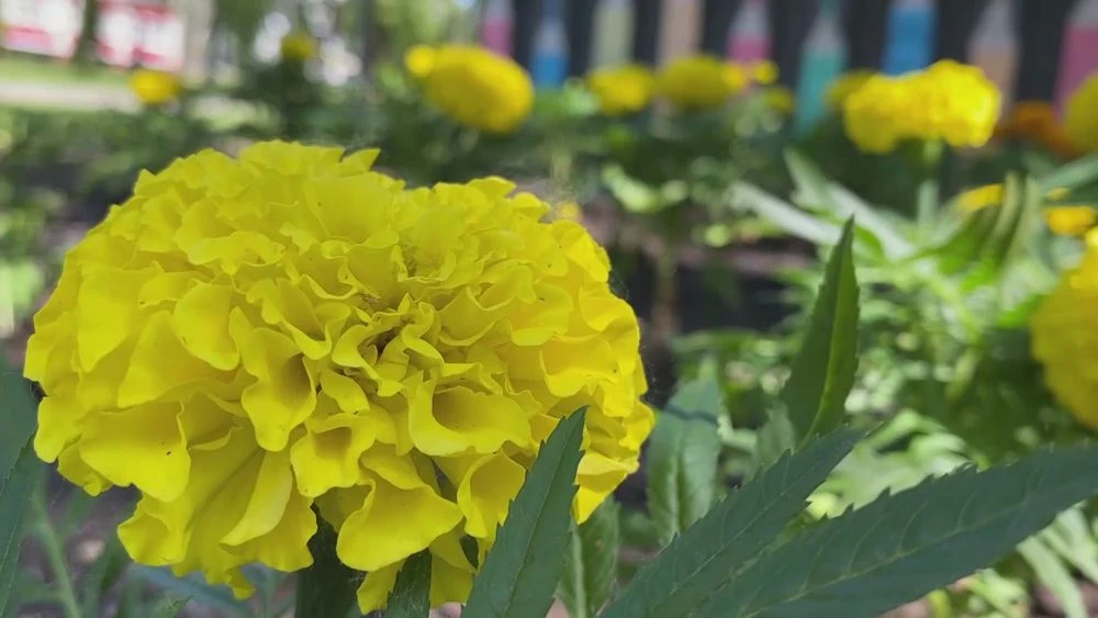 желтые бархатцы цветы