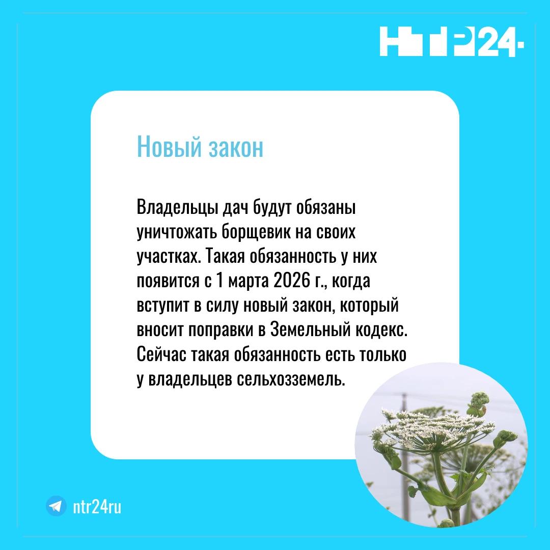 Владельцы дач будут обязаны уничтожать борщевик на своих участках. Такая обязанность у них появится с первого марта две тысячи двадцать шестого года, когда вступит в силу новый закон, который вносит поправки в Земельный кодекс.  Сейчас такая обязанность есть только у владельцев сельхозземель