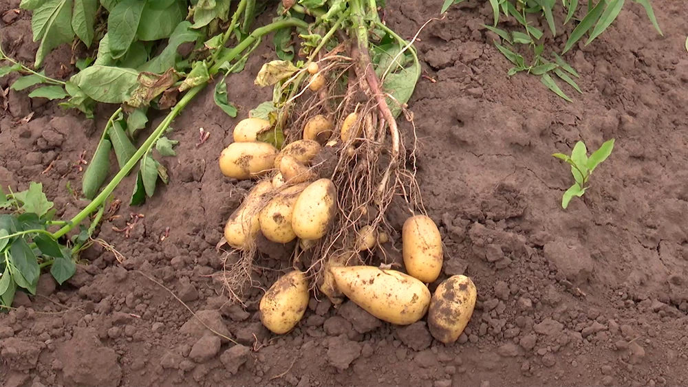 Крупные клубни картофеля с ботвой, свежий урожай