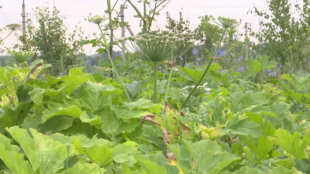 заросли борщевика Сосновского в поле