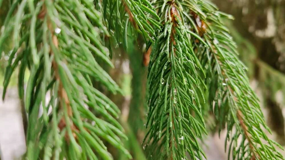 еловые ветки после дождя