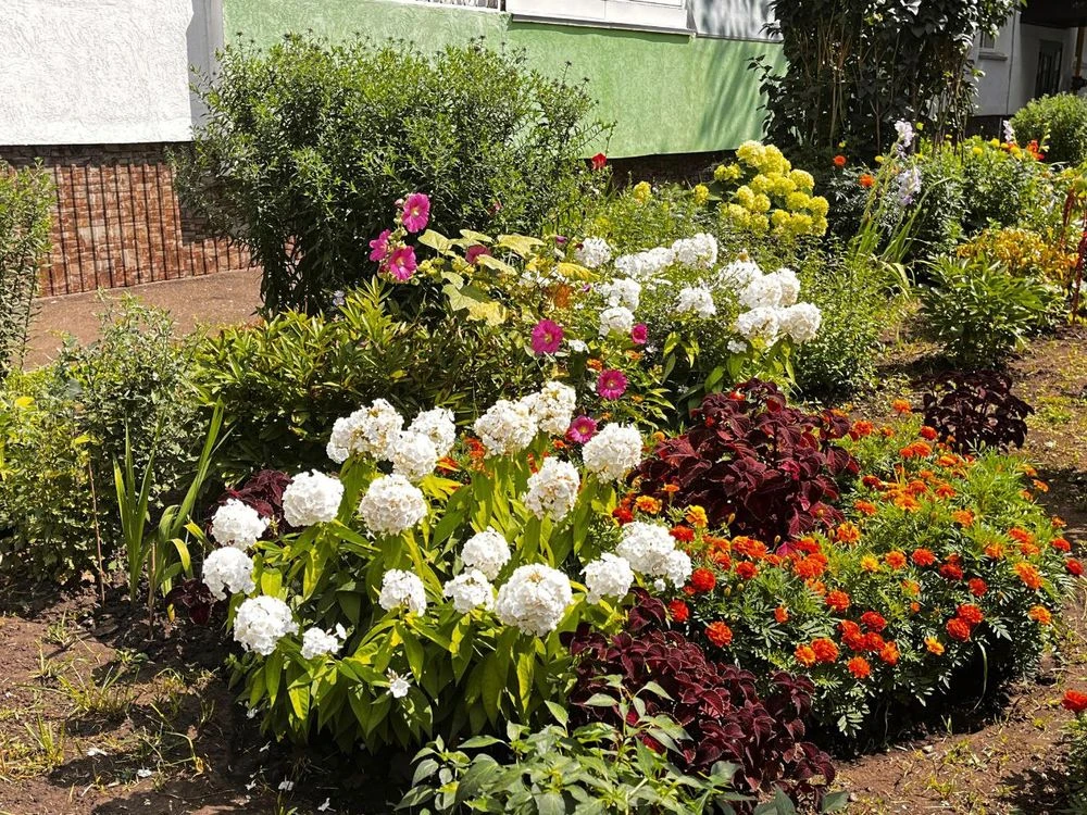 цветы на клумбе во дворе дома