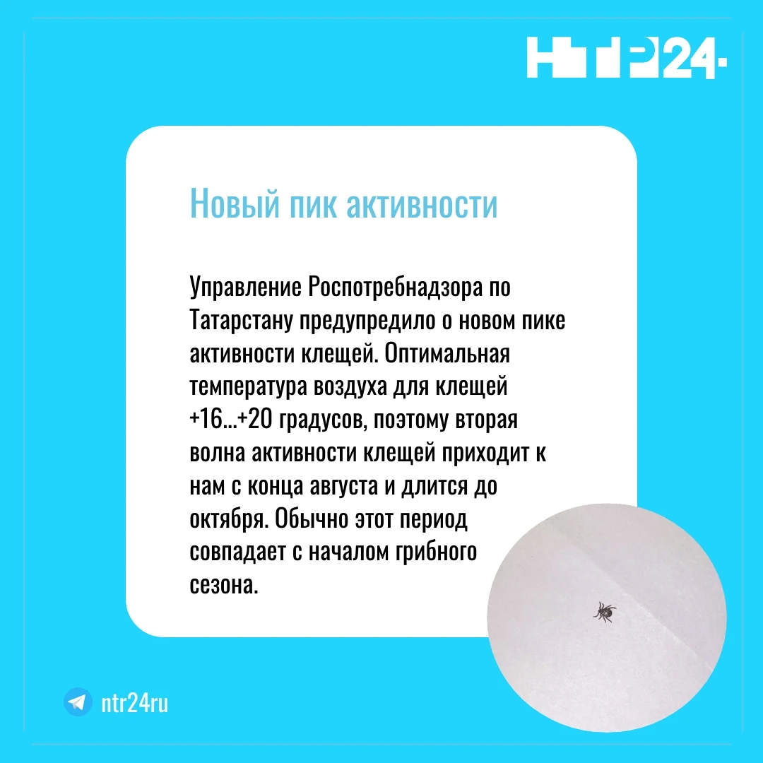 Управление Роспотребнадзора по Татарстану предупредило о новом пике активности клещей. Оптимальная температура воздуха для клещей +16+20 градусов, поэтому вторая волна активности клещей приходит к нам с конца августа и длится до октября. Обычно этот период  совпадает с началом грибного  сезона