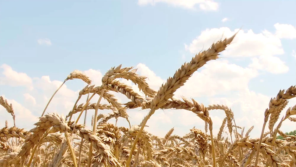Пшеница на поле
