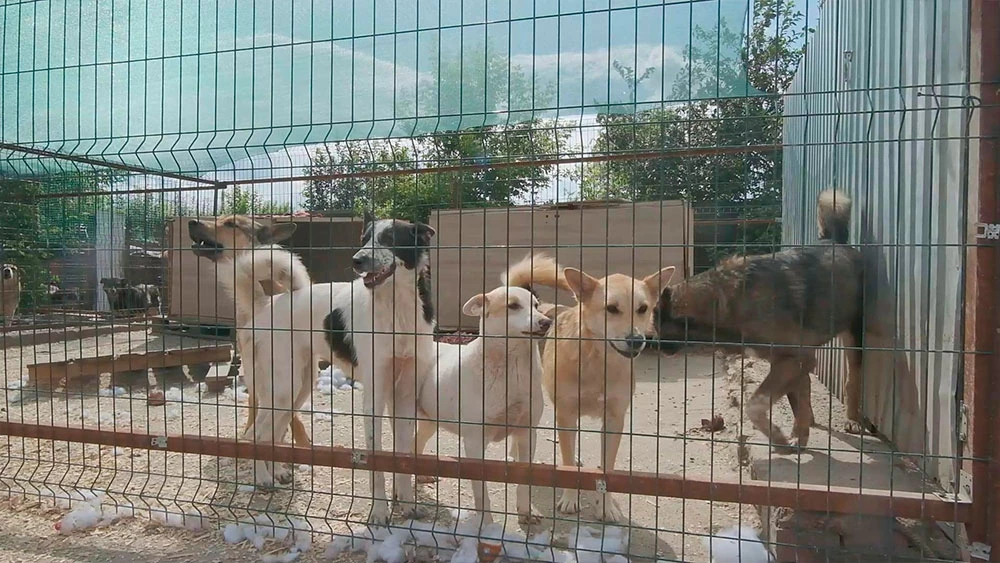 Бездомные (бродячие) собаки в вольере