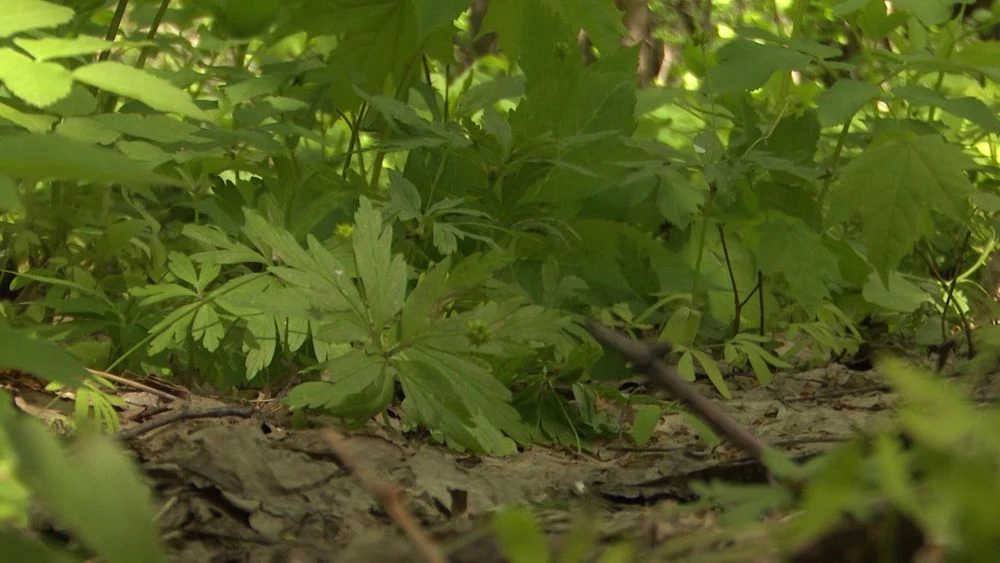 лес, кусты, где могут обитать клещи