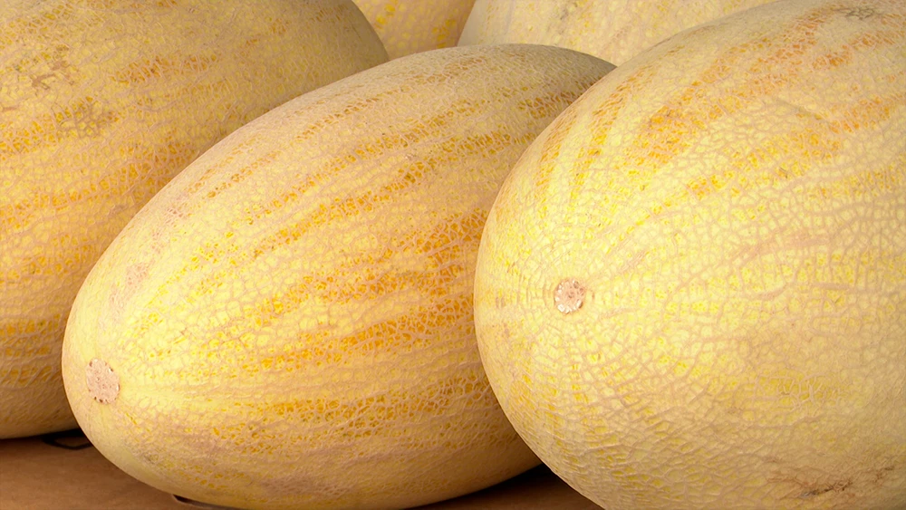 Дыни сорта «Торпеда»