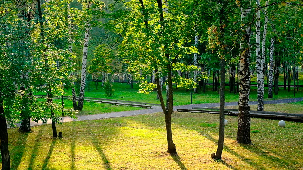 Зелёный лес в лучах солнца