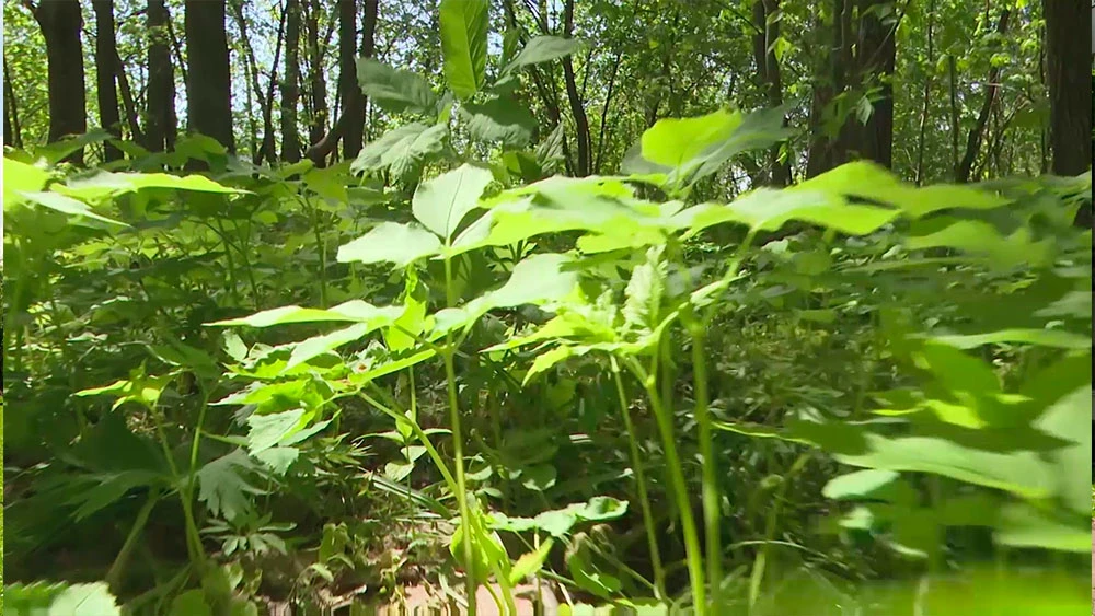 Трава в лесу