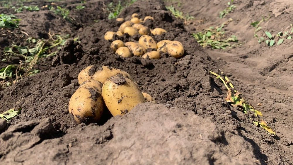 выкопали картошку