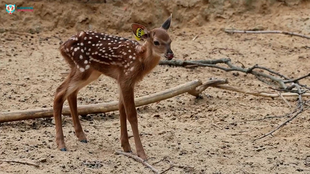 Пятнистый оленёнок в зоопарке