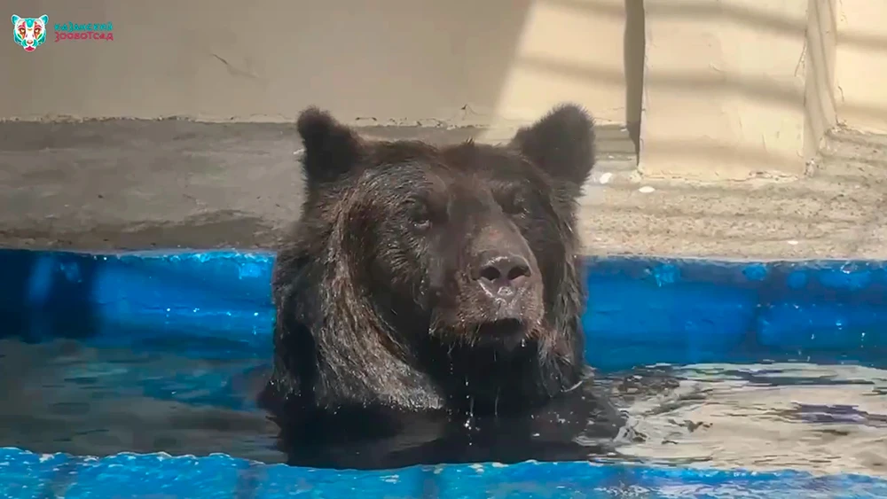 Медведица Маша в бассейне