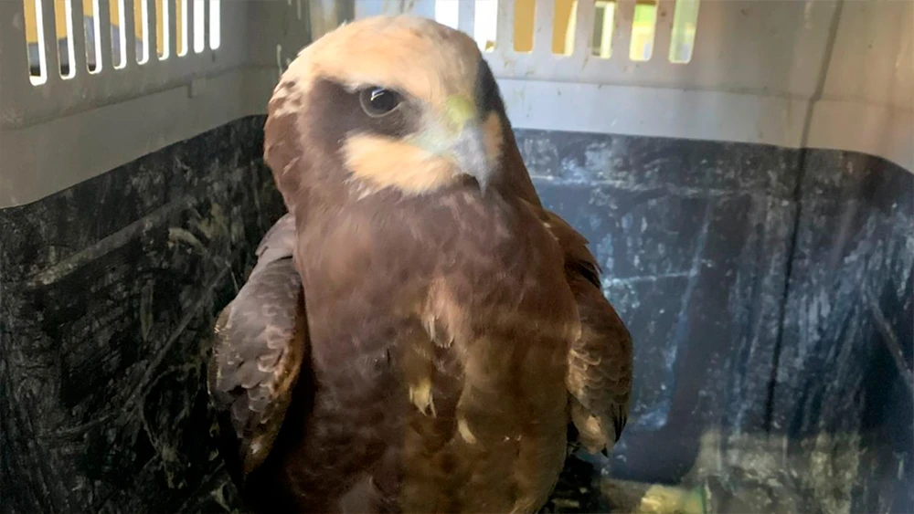 Болотный лунь