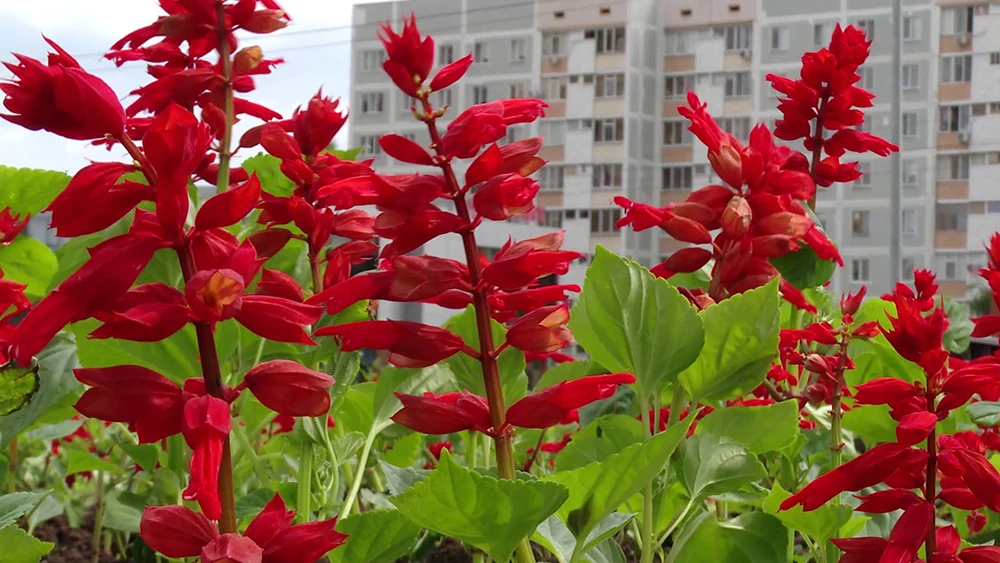 цветы на фоне дома в нижнекамске