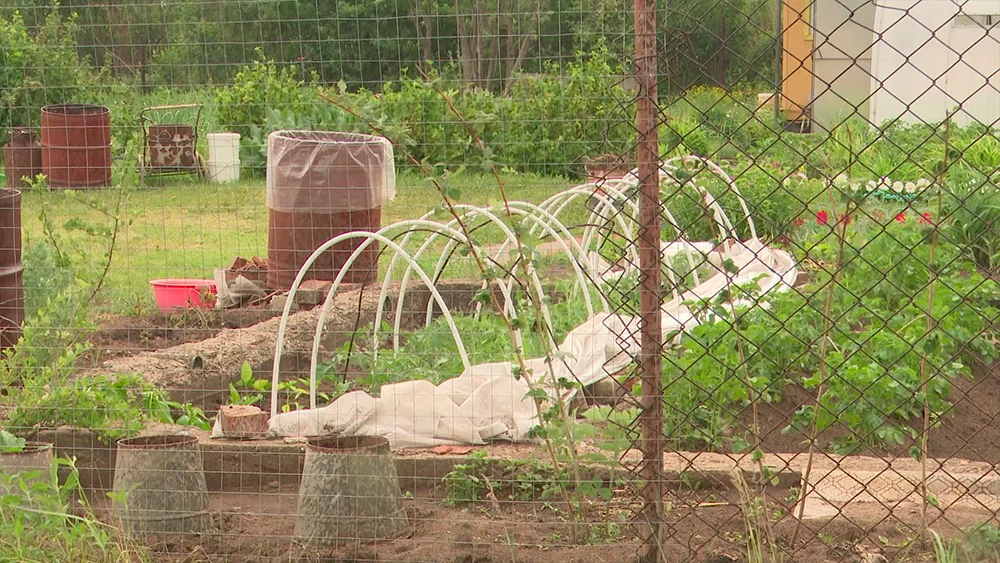 Растения на даче