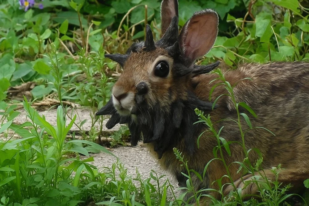 зараженный вирусом папилломы кролик