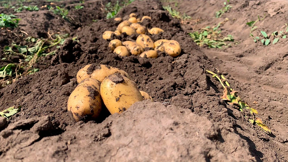 Молодой картофель на поле