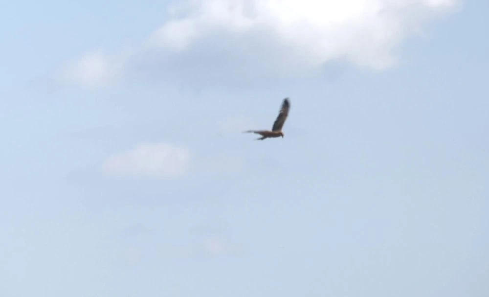 птица в небе