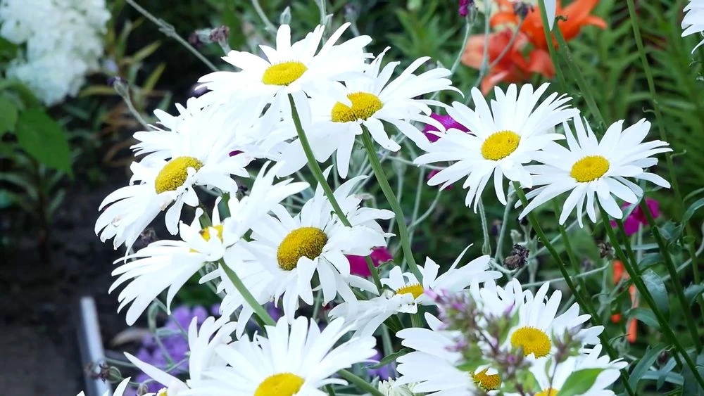 белые ромашки на клумбе во дворе в Нижнекамске