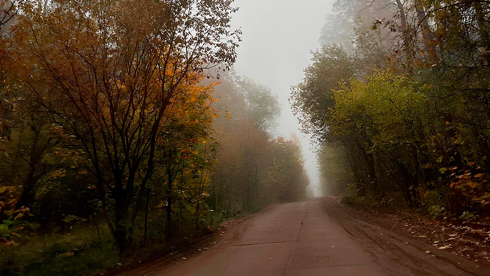 Дорога ведущая в туман среди леса