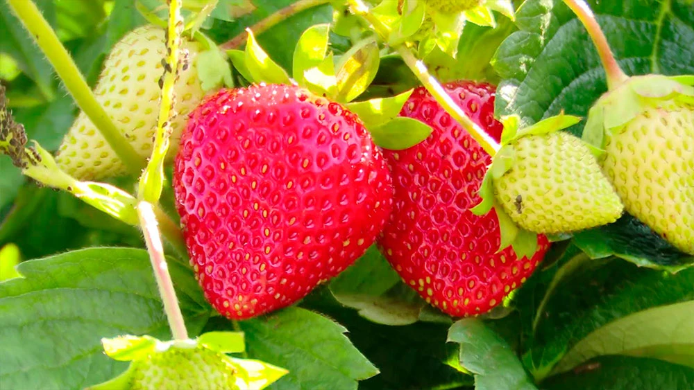 Ягоды клубники на кусте