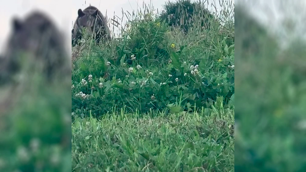 Медведь притаившийся в траве