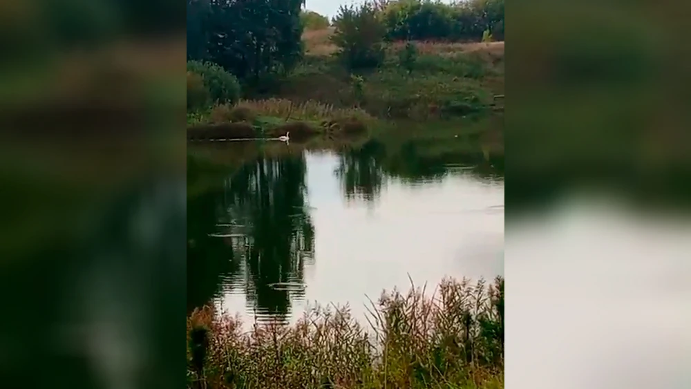 Лебедь плавает в пруду