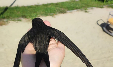 Чижик на свободе: как спасли и выходили птенца стрижа в Татарстане - НТР 24