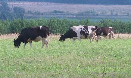 В соседнем с Нижнекамском Елабужском районе ввели карантин из-за бешенства - НТР 24